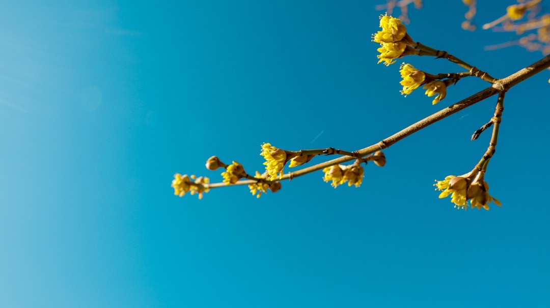 Yellow flower buds bloom on tree branches against a blue sky.